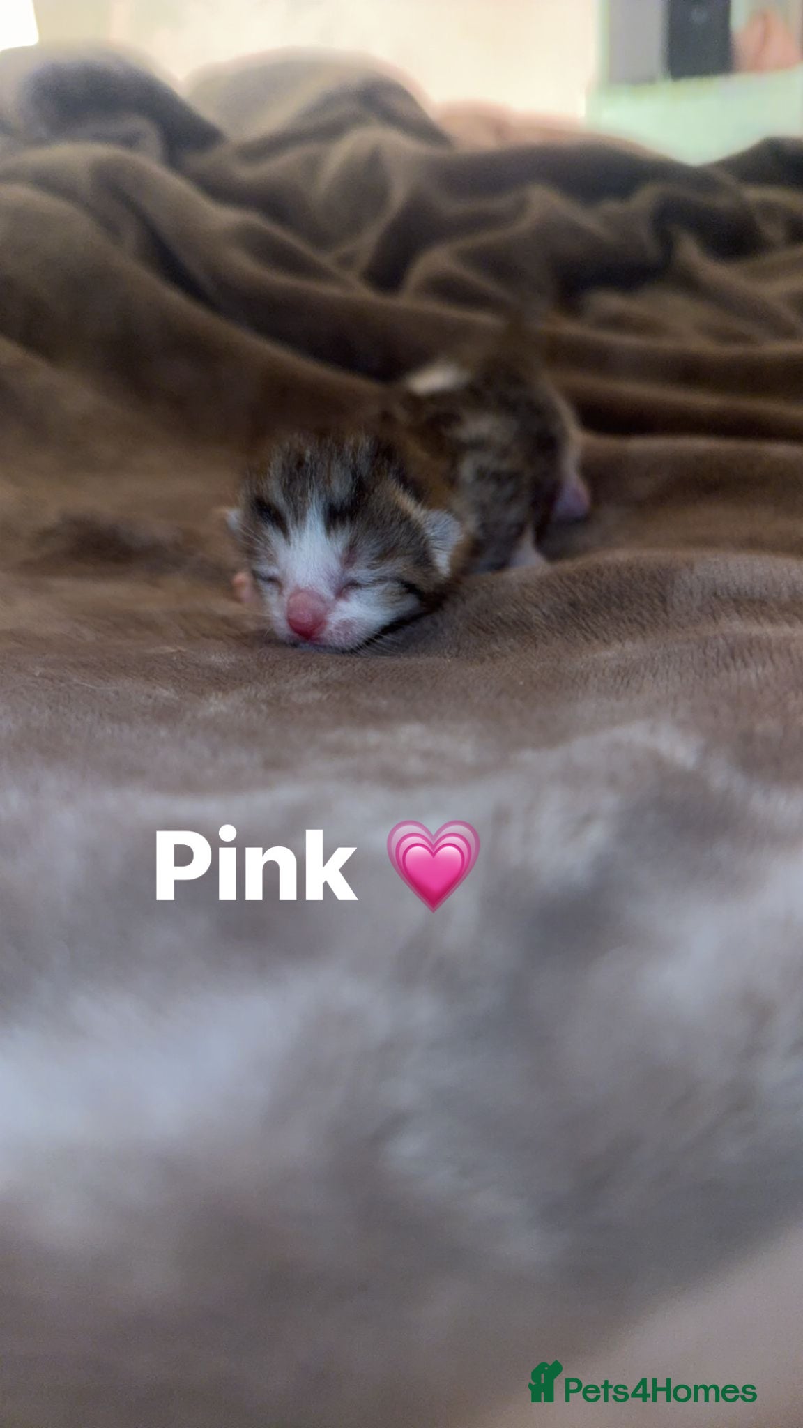 Mixed Breed cats  **  kittens 🐣 - Advert 1