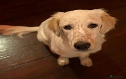 Mixed Breed dogs for adoption: Roo (Spaniel/Setter mix) - Image 14