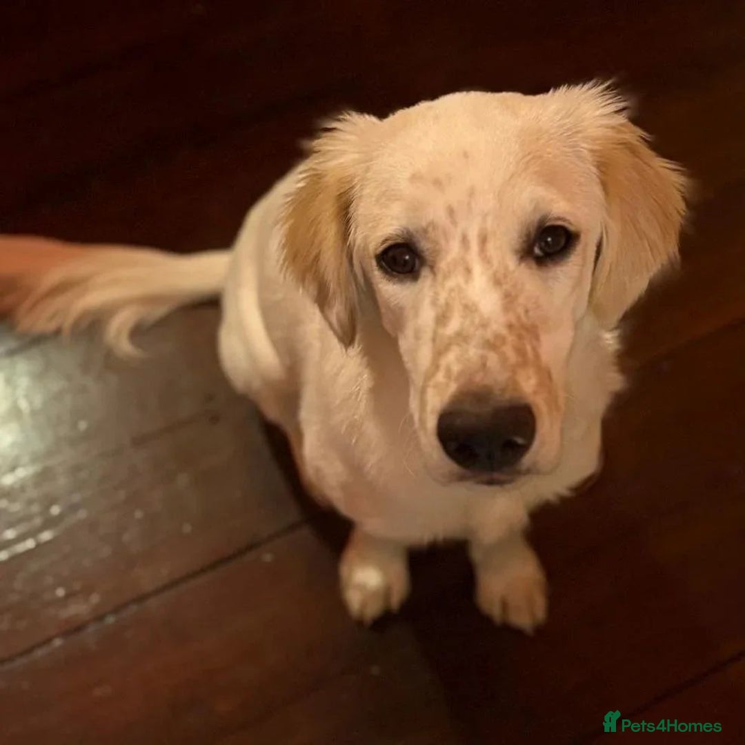 Mixed Breed dogs for adoption: Roo (Spaniel/Setter mix) - Image 14