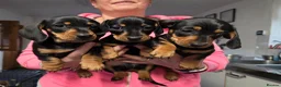Dachshund dogs for sale: Miniature Smooth Haired Dachshund (IVDD screened)  - Advert 4