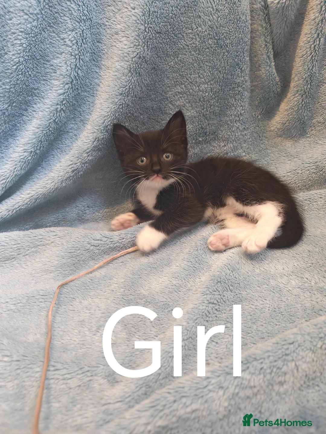 Mixed Breed cats for sale: Beautiful Kittens VIDEOS - Advert 1