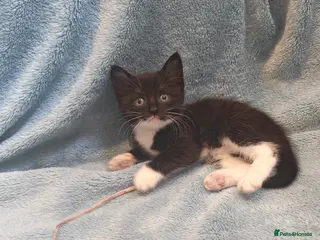 Mixed Breed cats Beautiful Kittens VIDEOS - Advert 7