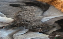 Mixed Breed cats for sale: Cross british short hair kittens in Rainham - Image 9