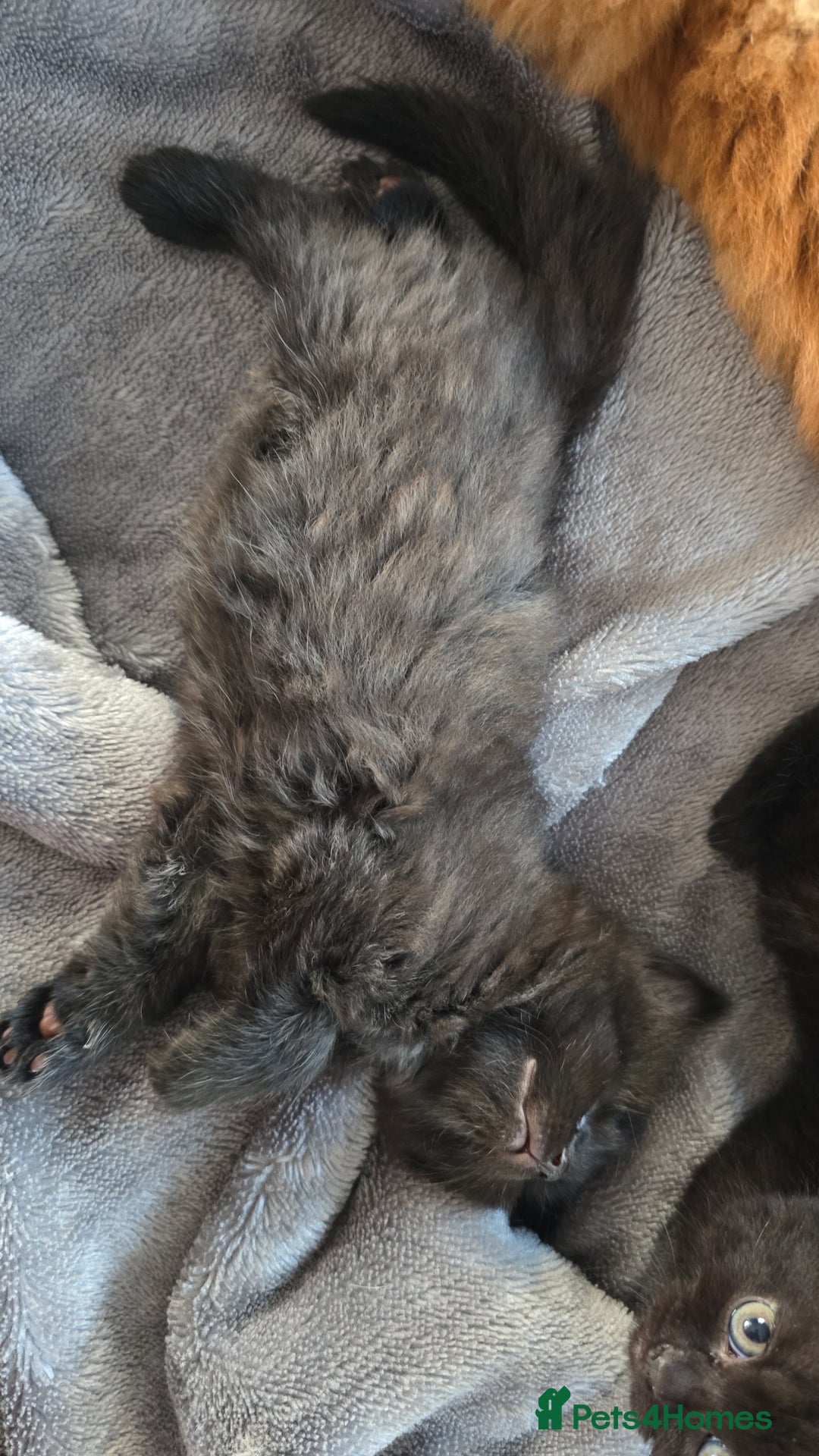 Mixed Breed cats for sale: Cross british short hair kittens in Rainham - Image 9