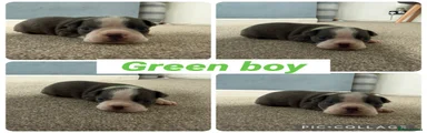 Boston Terrier Green Boy