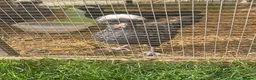 Chickens poultry for sale: Polish growers  - Advert 3