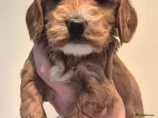 Cockapoo dogs F1 EXTENSIVELY HEALTH TESTED SHOW cockerpoos - Advert 6