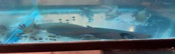 Axolotl reptiles for sale: Juvenile Wild Type & Melanistic Axolotls  - Advert 2