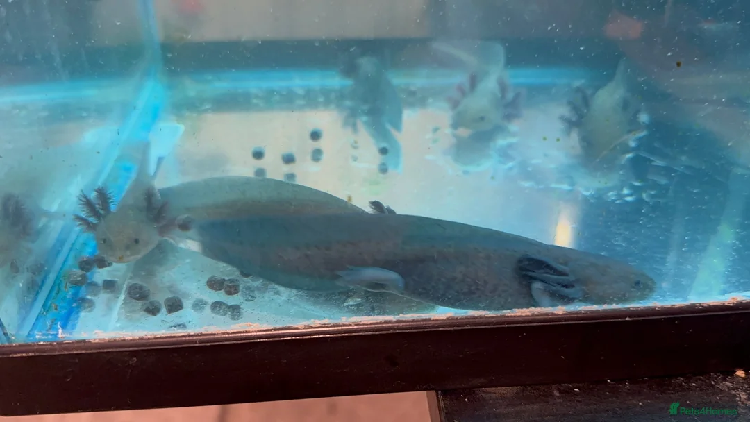 Axolotl reptiles for sale: Juvenile Wild Type & Melanistic Axolotls  - Advert 2