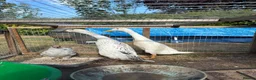Ducks poultry for sale: Two Indian runner duck females - Advert 4