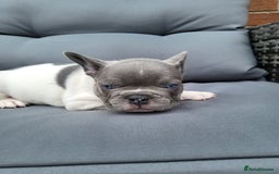 French Bulldog dogs for sale: KC Registered Frenchies ONLY 3 LEFT - Image 17