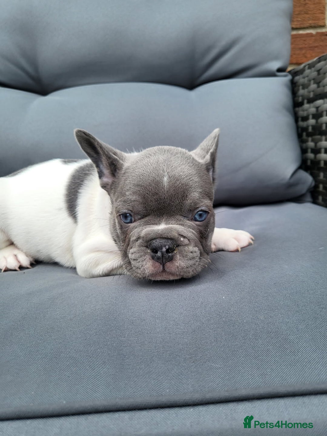 French Bulldog dogs for sale: KC Registered Frenchies ONLY 3 LEFT - Image 17