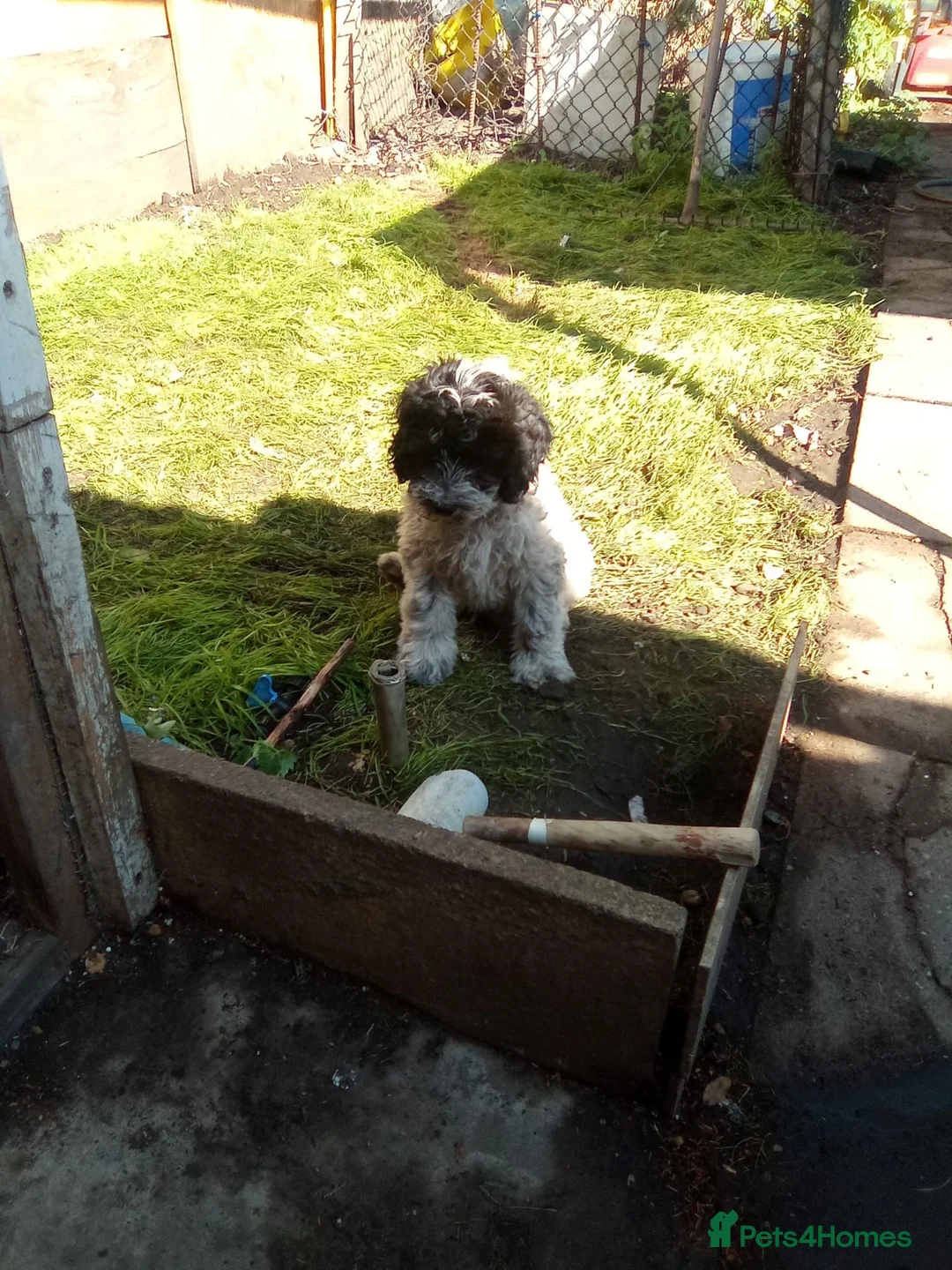 Mixed Breed dogs for sale: Mr Jhon in London - Advert 6