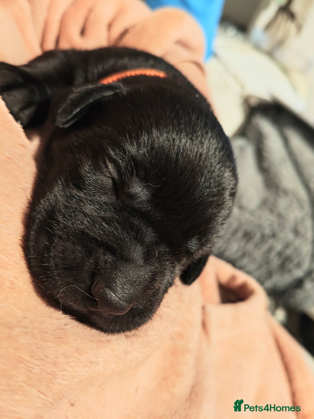 Labrador Retriever dogs for sale: Quality KC reg labs (Rare blue eyes!) - Advert 20