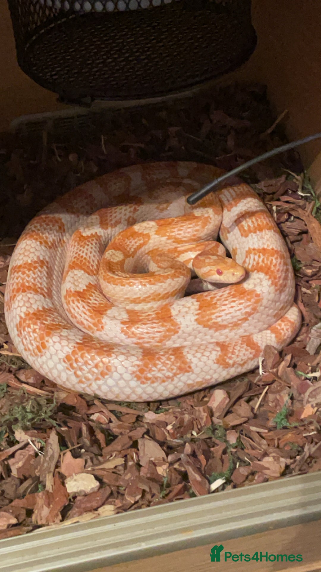 Corn Snake reptiles for sale: Corn snake candy cane morph - Advert 4