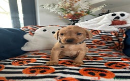 Labrador Retriever dogs for sale: Beautiful fox red Labrador pups - Image 27