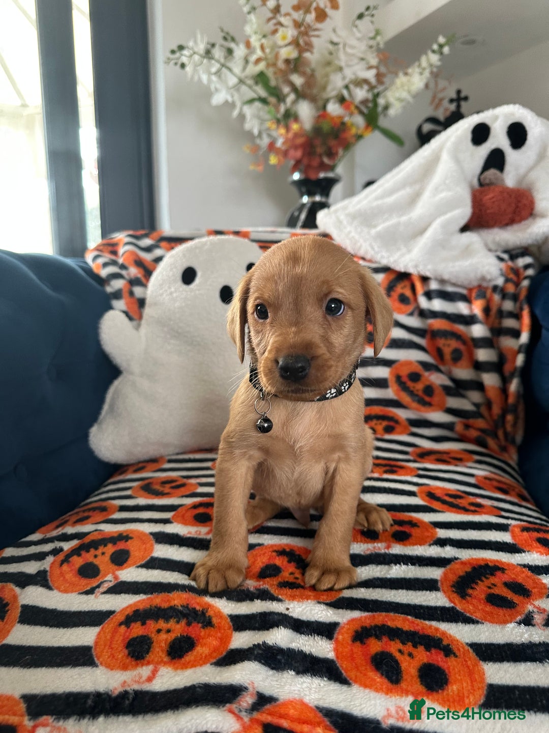 Labrador Retriever dogs for sale: Beautiful fox red Labrador pups - Image 27