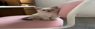 Ragdoll 1