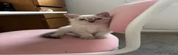 Ragdoll cats for sale: Ragdoll girl for sale x  - Advert 6