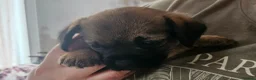 Border Terrier dogs for sale: SLEM clear KC Registered Border Terrier puppies  - Advert 3