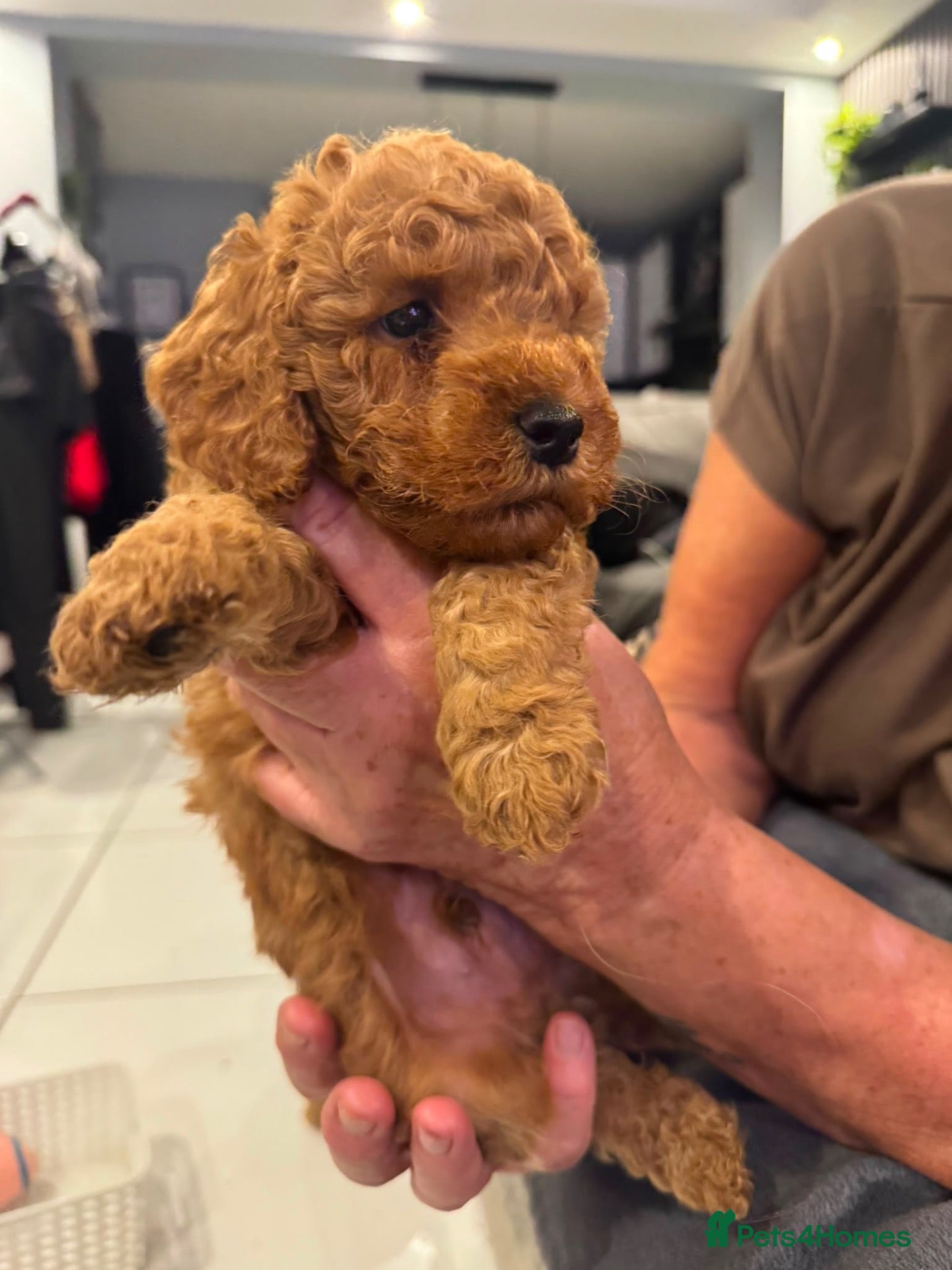 Cockapoo dogs for sale: STUNNING RED COCKAPOO PUPPIES - Advert 2