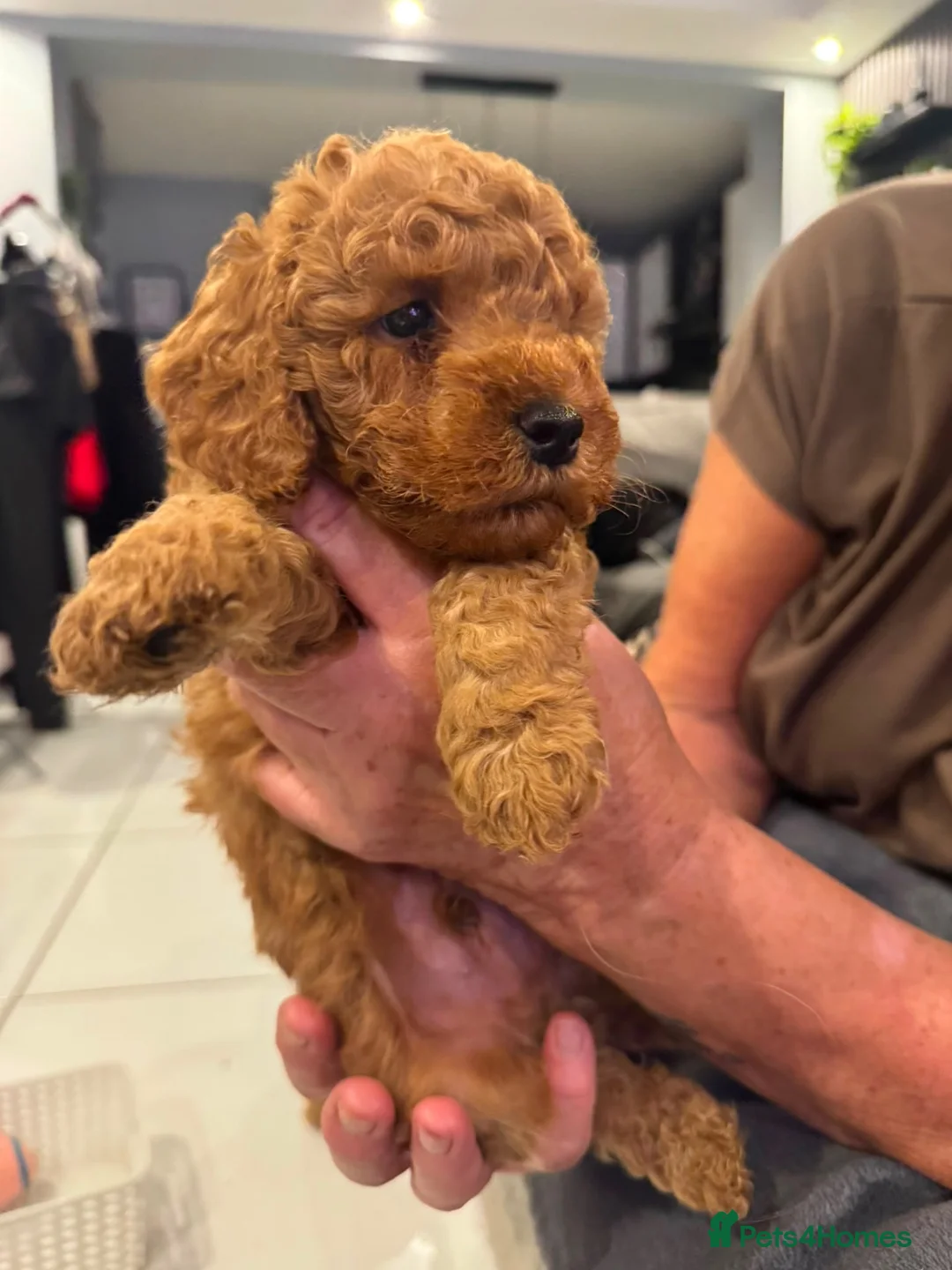 Cockapoo dogs for sale: STUNNING RED COCKAPOO PUPPIES - Advert 2