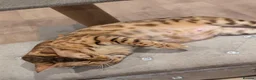 Bengal cats for sale: Beautiful Retired Female Bengal - Advert 27