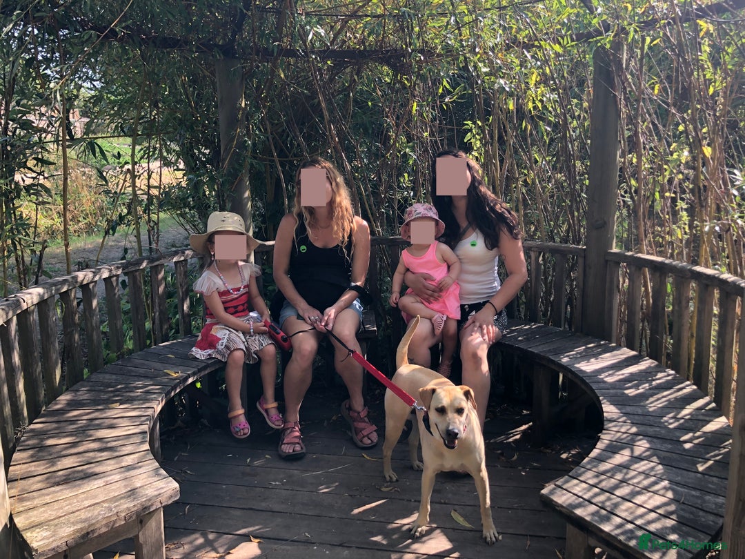 Mixed Breed dogs for adoption: Coco – 5 years old, Female, Possibly Lab Mix  - Image 5