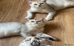 British Longhair cats for sale: Gorgeous British Longhair & Shorthair Kittens - Image 22