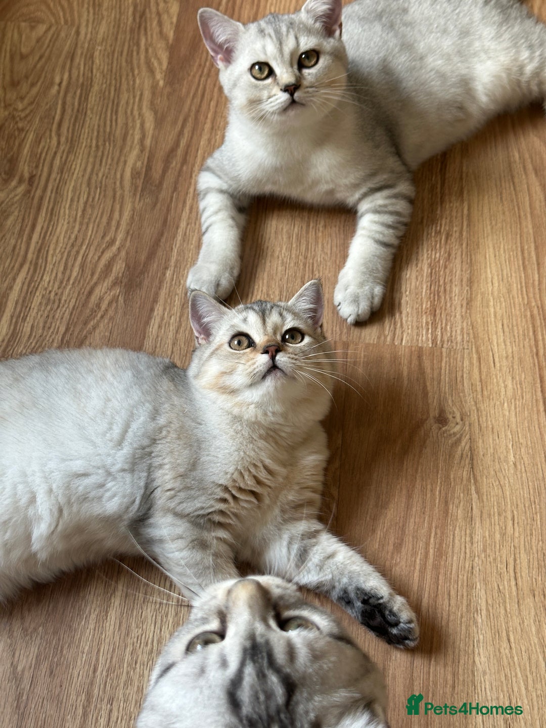 British Longhair cats for sale: Gorgeous British Longhair & Shorthair Kittens - Image 22