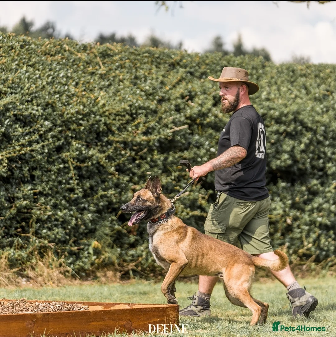 Belgian Shepherd Dog dogs for stud: Samson - Advert 4