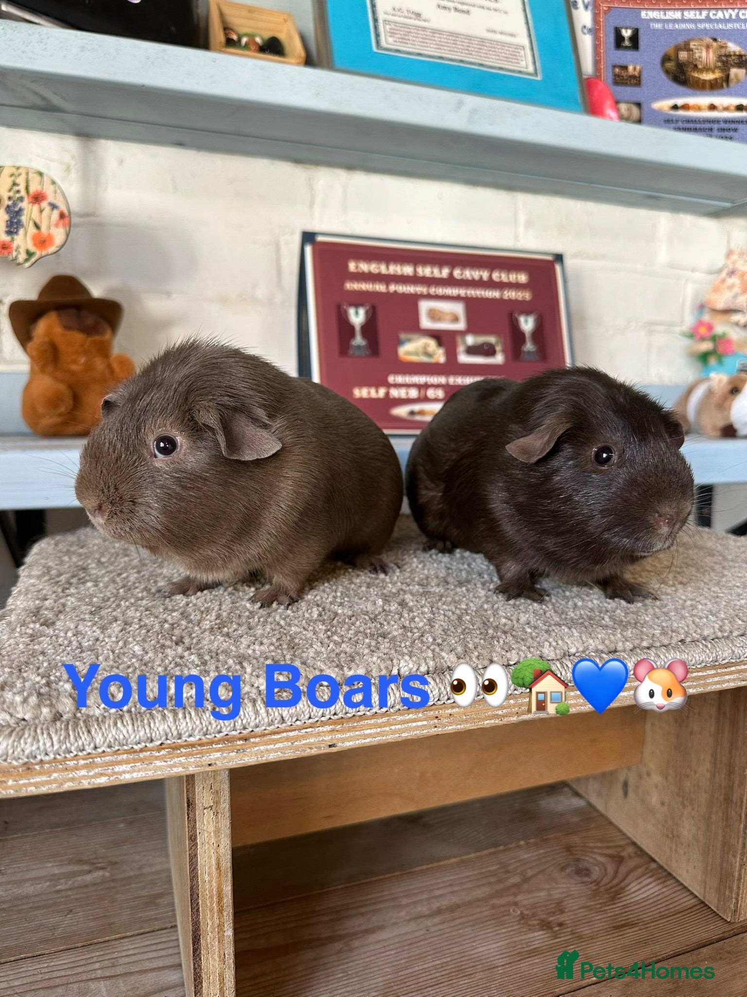 Guinea Pig rodents Lots of Guinea Pig Ready to pick and Choose From - Advert 2