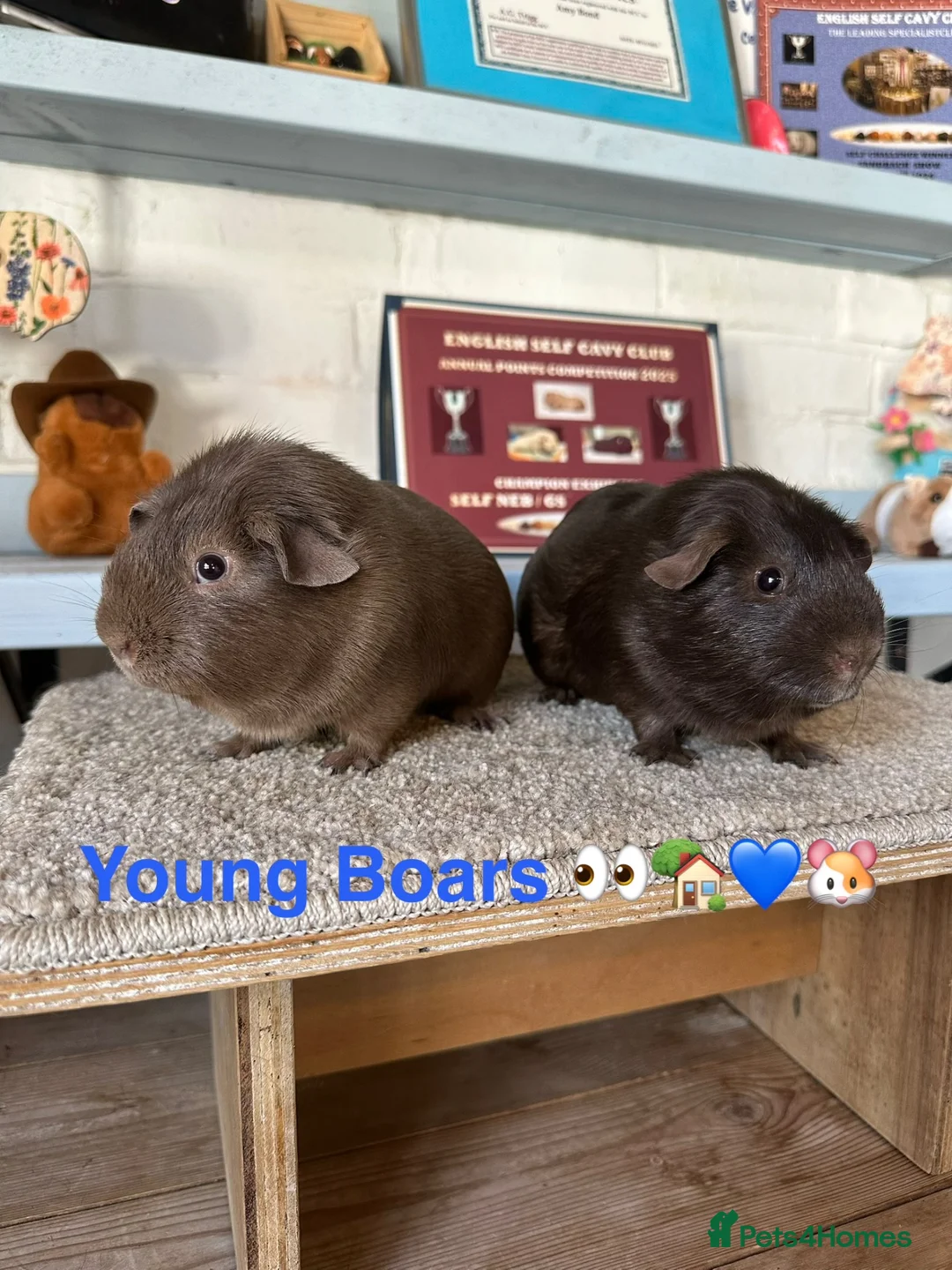 Guinea Pig rodents for sale: Lots of Guinea Pig Ready to pick and Choose From - Advert 2