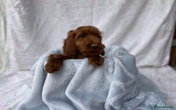 Cockapoo dogs for sale: F1 fox red cockapoos mixed littler new ad   - Image 7