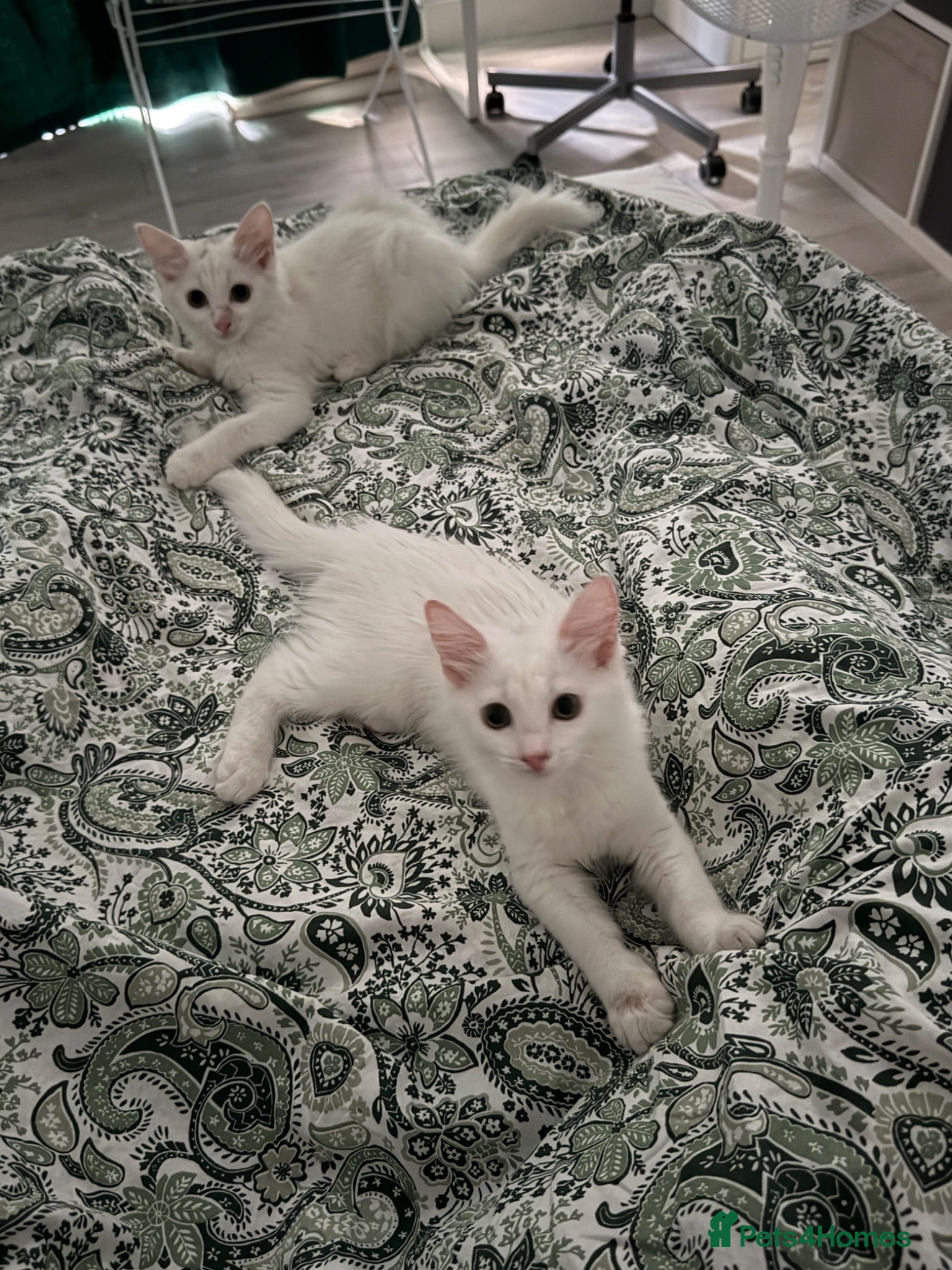 Turkish Angora cats Beautiful 2 Turkish Angora kittens - Advert 5