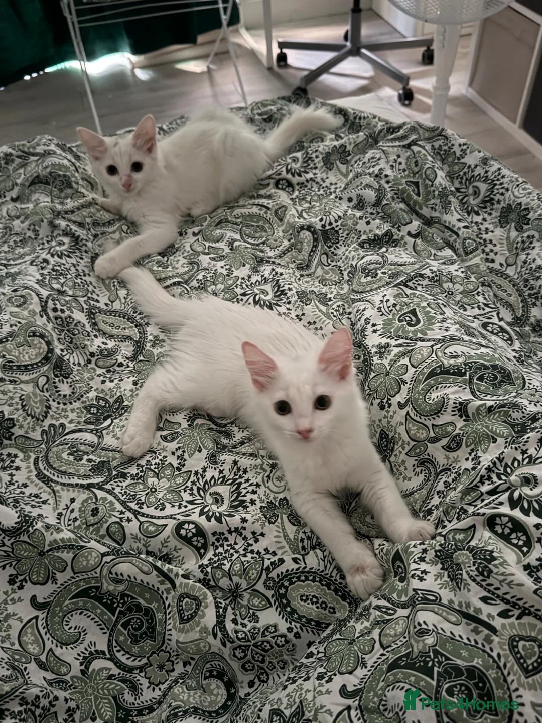 Turkish Angora cats for sale: Beautiful 2 Turkish Angora kittens - Advert 1
