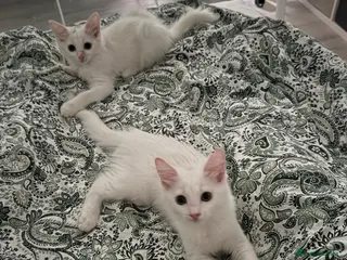 Turkish Angora cats Beautiful 2 Turkish Angora kittens - Advert 2