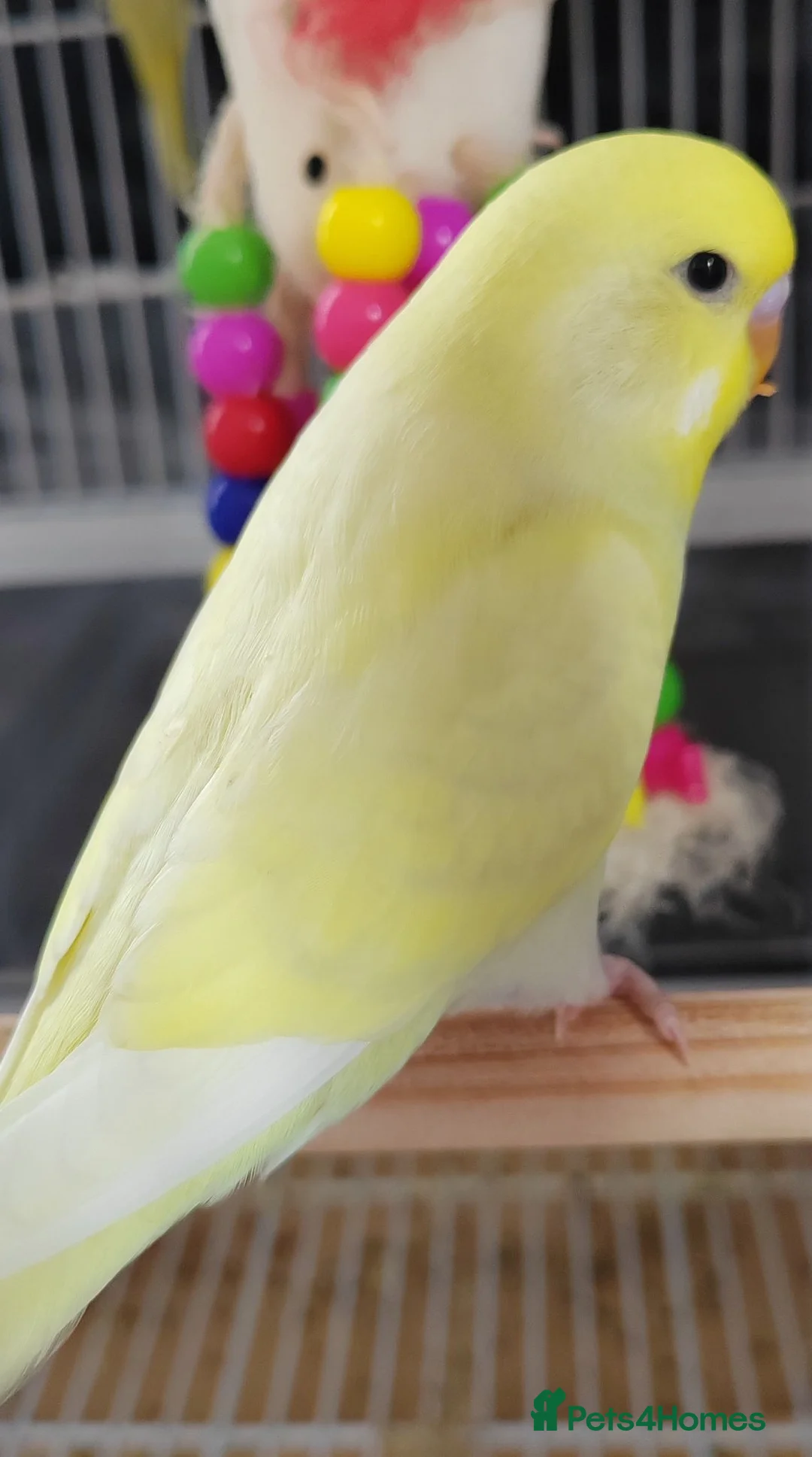 Budgerigars birds for sale: Beautiful Baby Budgies  - Advert 8