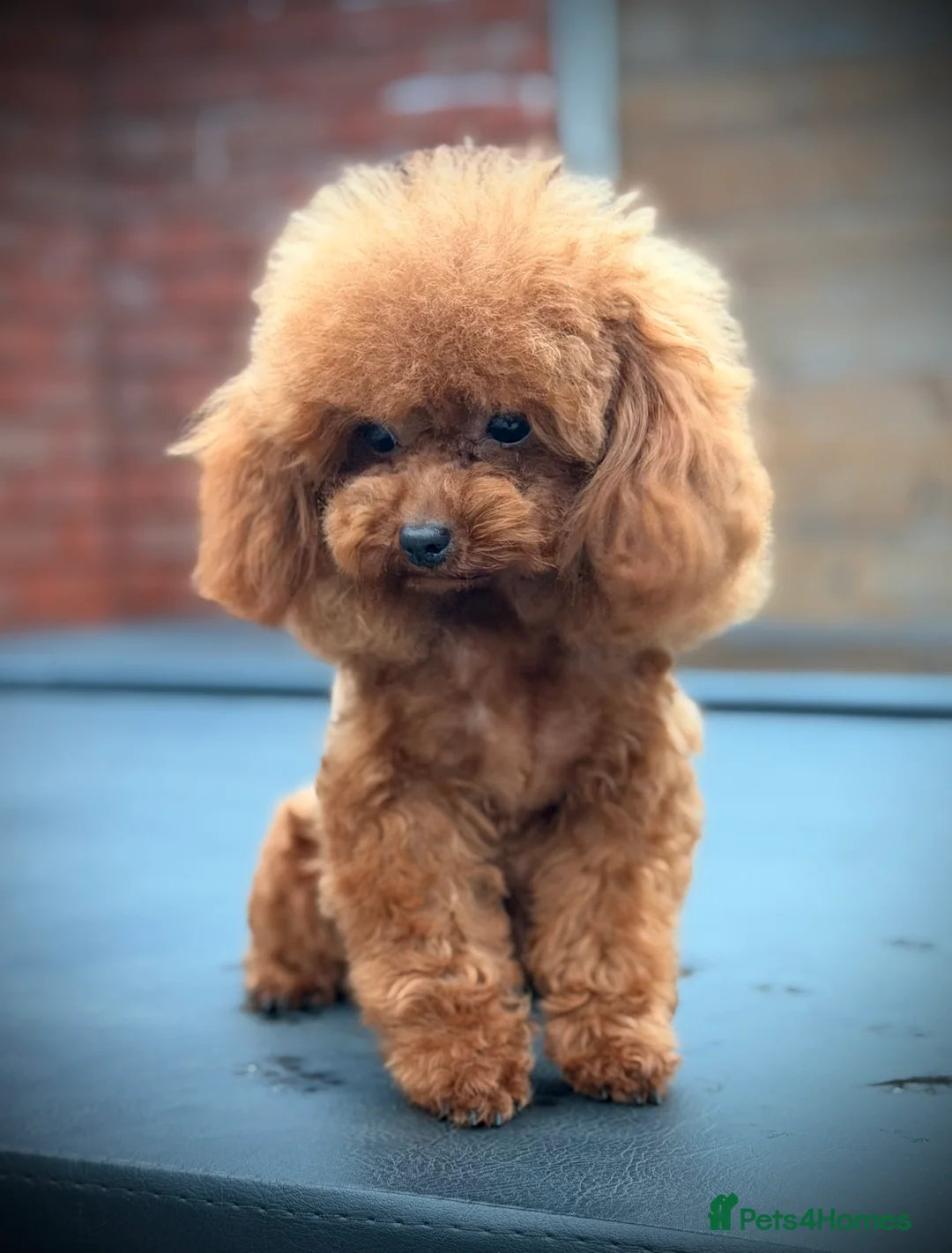 Toy Poodle dogs for stud: 🍒 Imported Tiny Red Asian Toy Poodle for Stud 🍒 - Advert 6