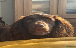 Cocker Spaniel dogs for sale: Beautiful cocker spaniel needs a new home  - Advert 2