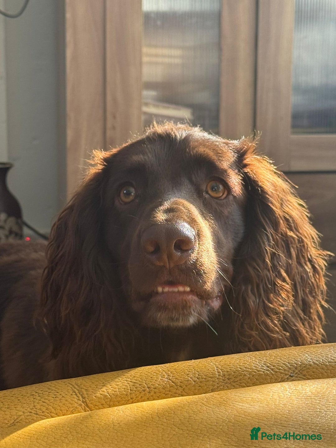Cocker Spaniel dogs for sale: Beautiful cocker spaniel needs a new home  - Advert 2