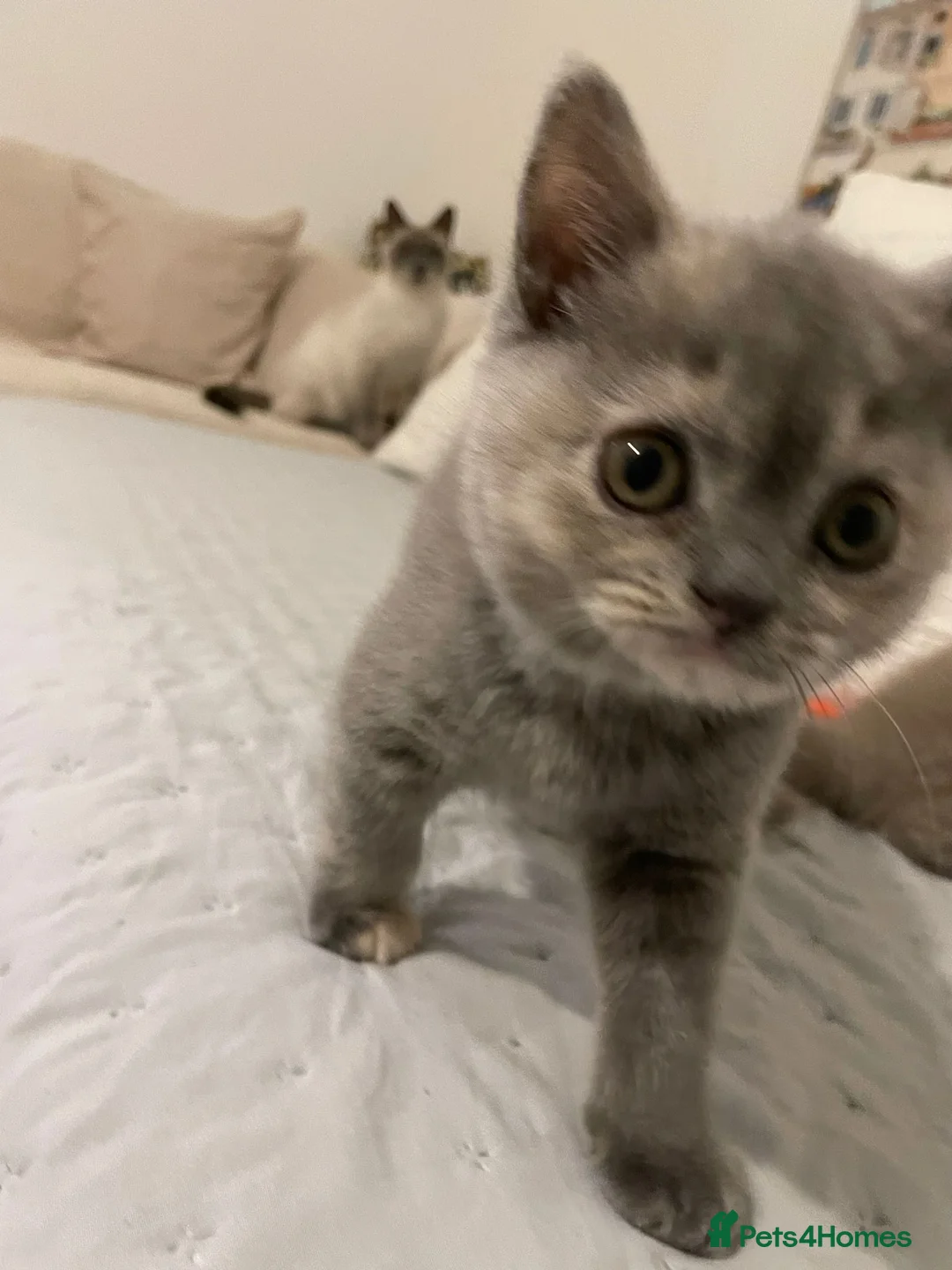 British Shorthair cats for sale: Adorable BSH kittens, GCCF reg. - Advert 7