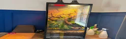 Frog reptiles for sale: 4 milk frogs and viv set up in Consett - Advert 1