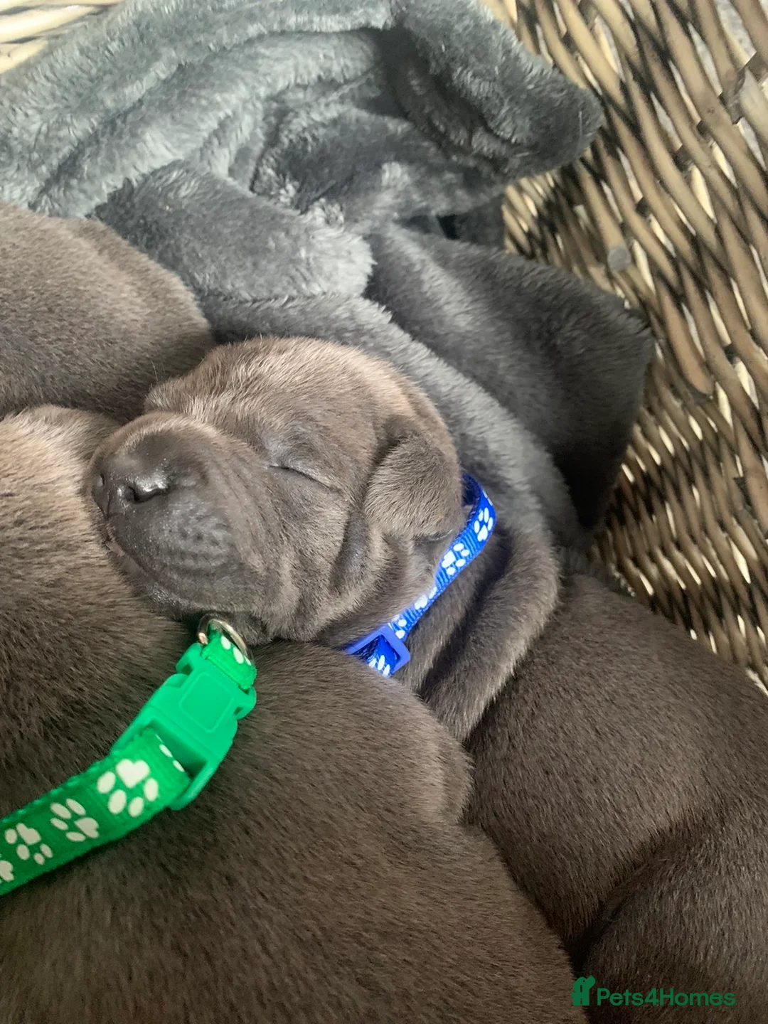 Staffordshire Bull Terrier dogs for sale: ⭐️Blue staffy pups ⭐️ - Advert 1