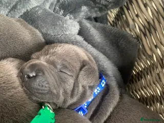 Staffordshire Bull Terrier dogs ⭐️Blue staffy pups ⭐️ - Advert 1