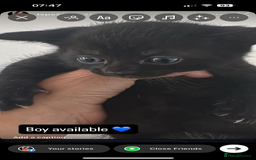 Mixed Breed cats for sale: Beautiful Kittens  - Image 2