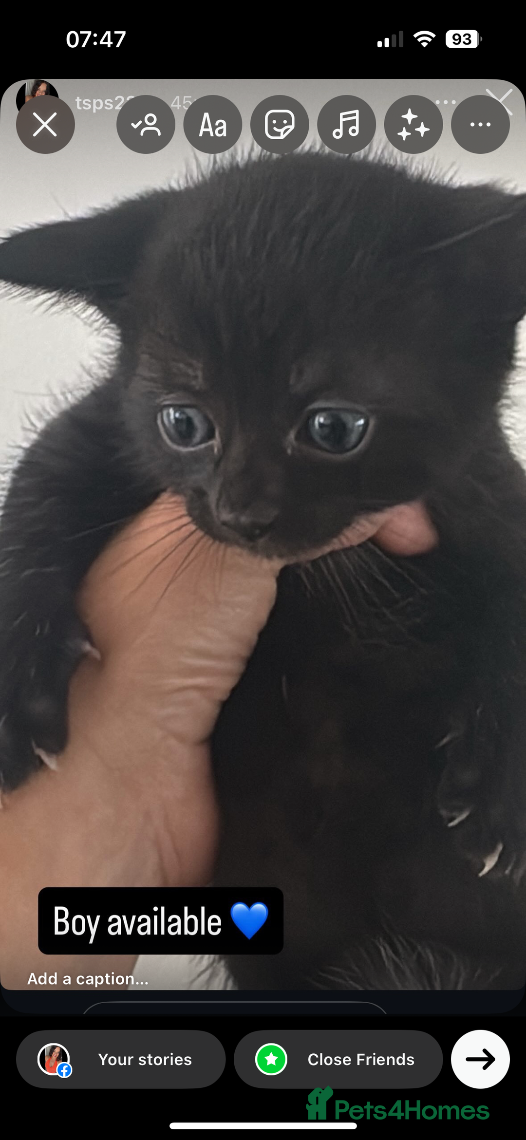 Mixed Breed cats for sale: Beautiful Kittens  - Image 2