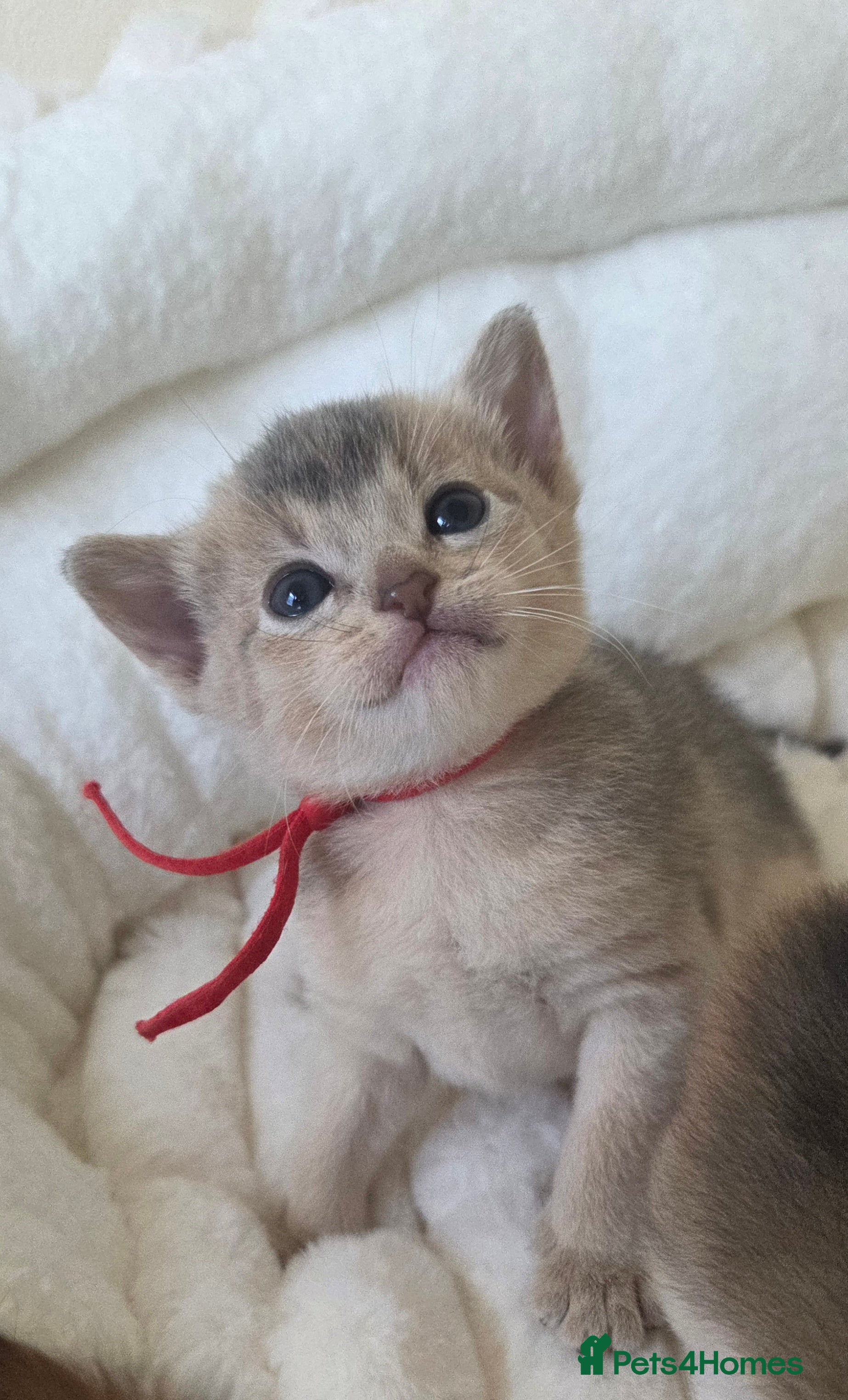 Abyssinian cats ⚜️Beautiful Abyssinian Kittens🏆 - Advert 2