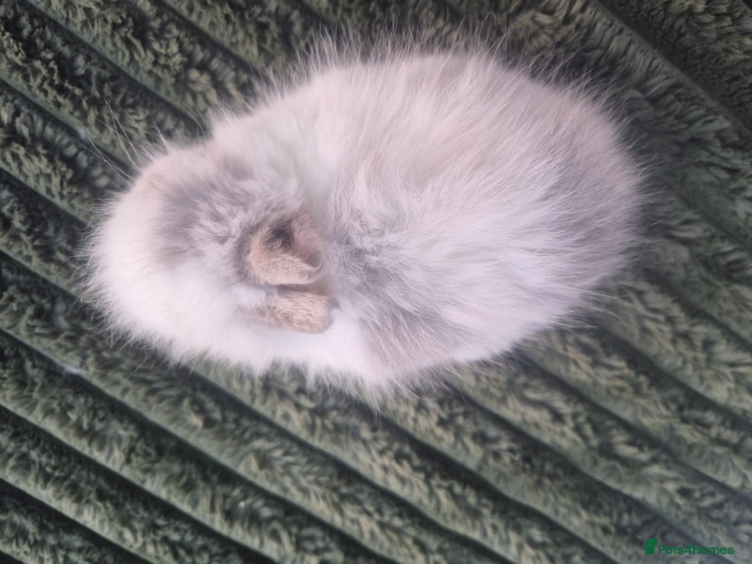 Angora rabbits for sale: 💖💙Ready in 2 weeks- Blue harli teddydwerg💙💖 - Advert 14