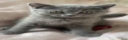 British Shorthair cats for sale: 2 British Shorthair kittens for sale - Advert 8
